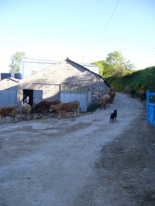 koeien.....vlaaien.....perros